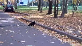 Котосемья