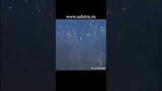 Веерный салют на выпускной – заказать салют на свадьбу в Самаре и Тольятти. Больше видео по ссылке