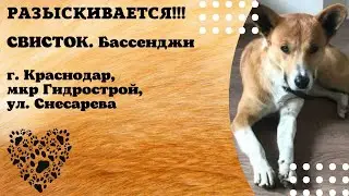 Пропала собака! СВИСТОК.  Бассенджи.  г. Краснодар, мкр. Гидрострой, ул. Снесарева