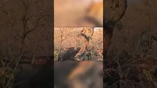 Буйволы Окружили Льва На Дереве