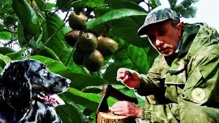 MANJURIAN NUT WHAT IS IT. Gifts of the Primorsky Ussuri taiga.