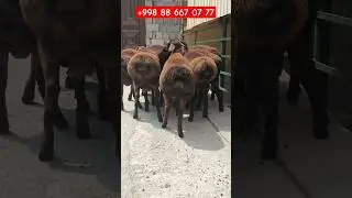 ХИСОРИ КУ́ЗИ КУ́ЧКОРЛАР N1