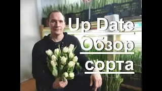 Обзор сорта тюльпан UpDate (Апдейт). Выгонка тюльпанов 2021.