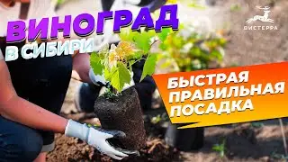 СМОТРЕТЬ ВСЕМ! КАК ПОСАДИТЬ ВИНОГРАД ЗА 6 МИНУТ, ВИНОГРАД В СИБИРИ ПОСАДКА УХОД ПОДКОРМКА