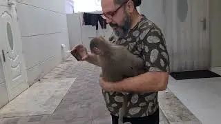 #Гамадрилки