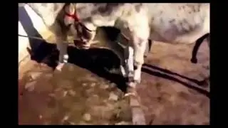 Kuda Kawin Keledai Keledai Perkawinan Hewan Kompilasi ll Langka Liar