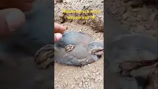 Шикор. Кабк 2025