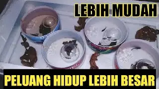 CARA MENGAWINKAN IKAN CUPANG SISTEM ANGKAT