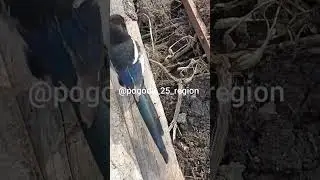 «Кто бы рассказал – не поверила»: жительница Приморья приехала на дачу и обомлела