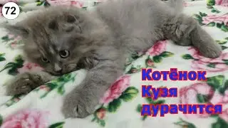 Kitten Kuzya fooling around 
