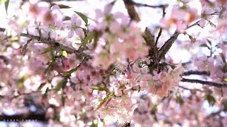 BEAUTY OF FLOWERS  | UTTARAKHAND| #uttarakhand #shorts #sonya7iii #nature #cinematicvlog