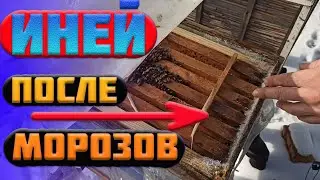 Иней в улье пчел после морозов ЧТО ДЕЛАТЬ?зимовка под пленкой. Зимовка пчел на улице