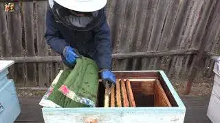 Экстренное спасение ослабшей семьи перед зимовкой.