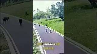 ⚡️Парень спас женщину с ребёнком от собак