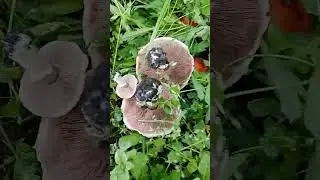 Грибы в теплице