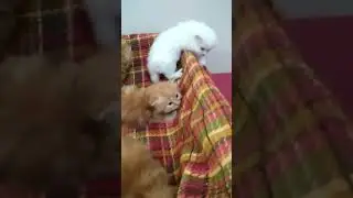 Cat Meowing 😸😹😹 [Cat Sound] #cat #catlover #shorts #animals #funnycats