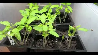 Sowing Tomatoes - How I Do It