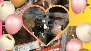 С Днём Рождения Ночка 🐄💚💙💜💛🧡