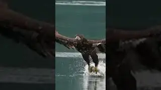 ОРЕЛ ОХОТИТСЯ НА РЫБУ.