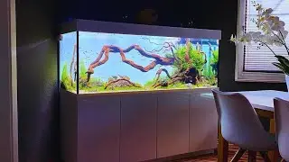 Top 5 Most Stunning Planted Aquarium | Rainbowfish, Discus & Neon Tetra
