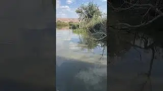 СМЕШНАЯ Черепаха аха аха 🐢😁 Озеро Хула, Израиль ⛴️🚤 Hula Nature Reserve 🐸 אגמון אחולה 🌊🐠