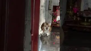 Adorable Corgi Hops on Moped!