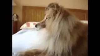 funny dogs reaction to a fart