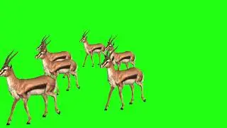 Group of Deer Walking in The Forest Full Green Screen Video