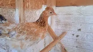 Хорошие и плохие новости. Этот препарат снова нам помог. Обзор хозяйства. Утки, утята, куры, цыплята