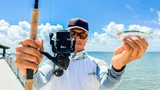 How to Easily Catch SNOOK From Any Pier in Florida!