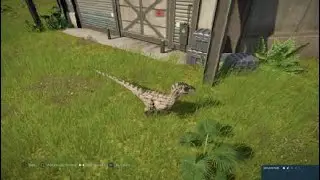 Jurassic World Evolution Velociraptor 2001 Female pattern
