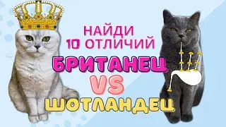Как отличить британскую кошку от шотландской / Смешные коты - Майя 