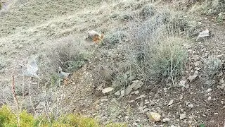 Шикори Кабк Keklik avi tuzakla Охота на куропатка Partridge hunting Kabk shikar شکار کبک Chukar avi