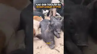 Остров свиней в 40000 км от берега найден учёными.