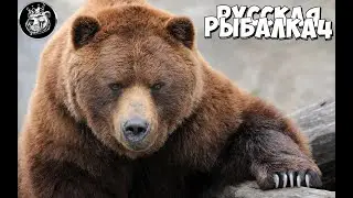 Русская Рыбалка 4 !Розыгрыши премов + Ночной Стрим Медведя!!рр4 топ игра
