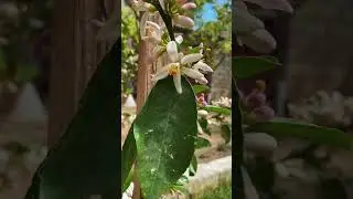 Наш сад в Баку 🇦🇿 #garden #gardening #season #life #nature #naturelovers #naturephotography #dream