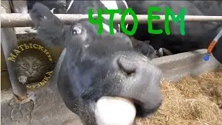 Грязовец. Что едят коровы #Грязовец.