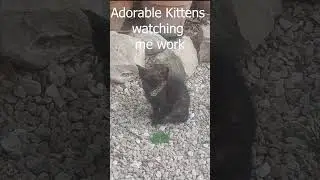 Adorable Kittens watching me work