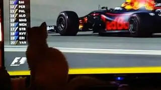 Bahrain kitty