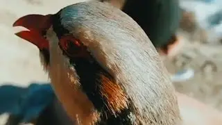 Ана Ира кабк Меган шикори