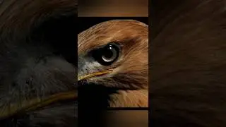 🦅50 оттенков Курганника🦅 Ястреб Курганник 