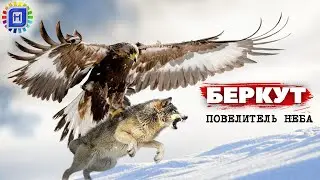 Беркут - повелитель небес | Его боятся даже волки  