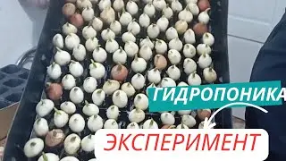 Лоток на гидропонике к 8 марта.