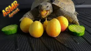 The Most Relaxing Tortoise Mukbang Ever🐢 Apricot Edition 🍑ASMR