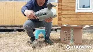 Обзор чучел уток Софпласт и Green Head!