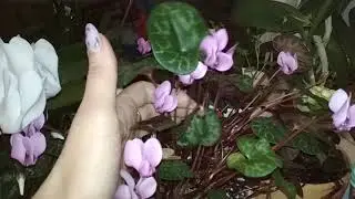 Цикламены персидский и европейский . Цветение.