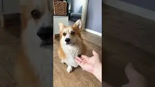 Собачья жизнь🤍