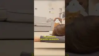😁Реакция Котов на Падение Хозяина🐾