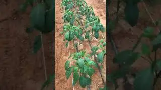 التعامل مع الأملاح الناتجه عن التسميد او ملوحة المياه على المساطب