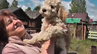 Лаготто   романьоло